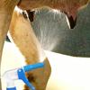 Professional Cattle Teat Cleaning Sprayer Bottle For Dairy Farm Cleaning And Herds Health Cow Medicated Bath Bottle
