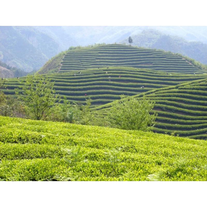 Hurtownia najwyższej jakości chińskiej herbaty czarnej 250g certyfikowana organiczna herbata czarna