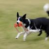 Interactive Dog Toys and Pet Supplies for Dogs Chewing On Toy Ropes To Grind and Clean Their Teeth