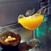 300 ml New Style Bird Cocktail Glass Noční klub Tipsy Glass Nádobí Specia Míchací pohár na víno Molekulární studený nápoj ovocný sorbetový pohár