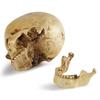 Resin Material Life Size Human Anatomy Model 1:1 Highly Realistic Replica Human Adult Skull Head Bone Model Halloween Decoration
