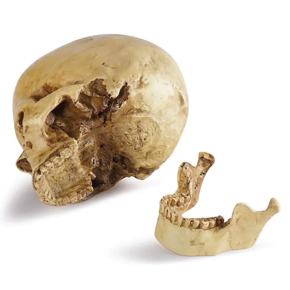 Resin Material Life Size Human Anatomy Model 1:1 Highly Realistic Replica Human Adult Skull Head Bone Model Halloween Decoration