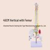 45CM Colorful Human Spine Model: Includes Vertebral Column, Pelvis, Femur, Coccyx, Lumbar, and Cervical Vertebrae for Chiropractic Use.