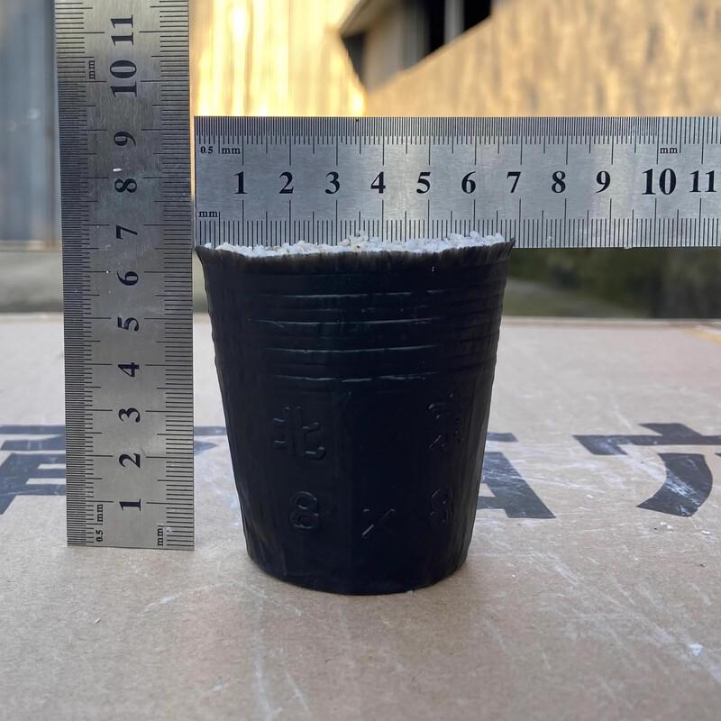 Disposable Seedling Nutrition Cups