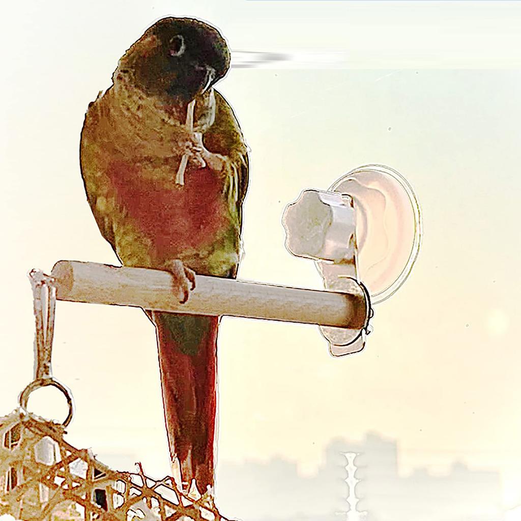 Bird Window Bath Car Travel Stand With Suction Cup For Small And Medium Bird Parrot Conure Budgie Italian Greyhound Accessories