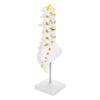 Human Lumbar Vertebral Model School Educational Teaching Model Tool Spine Model