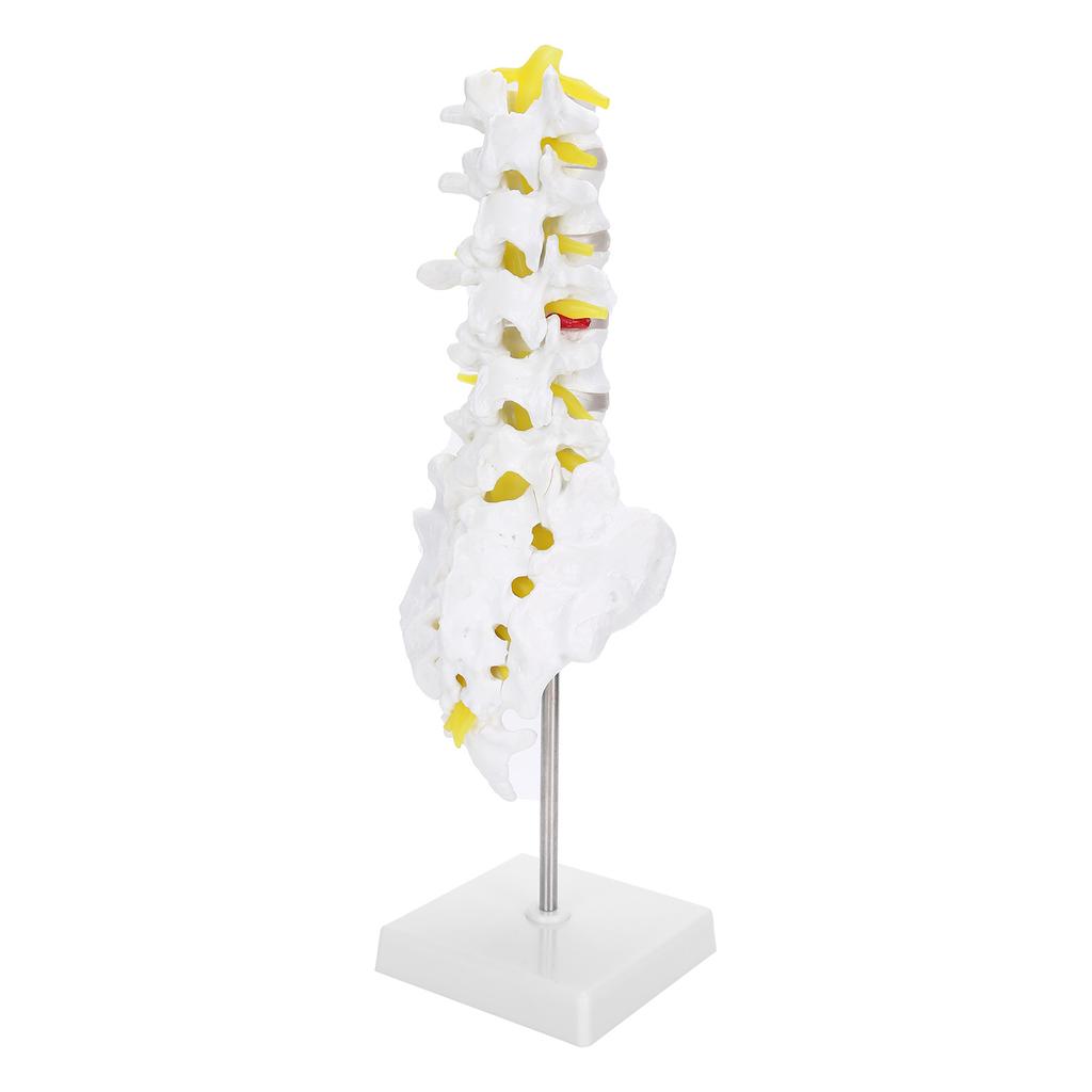 Human Lumbar Vertebral Model School Educational Teaching Model Tool Spine Model