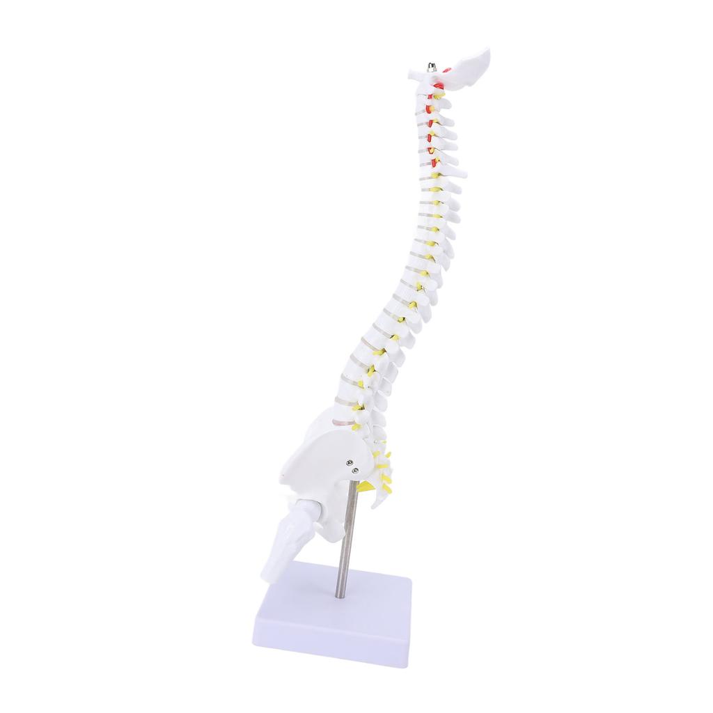 Wirbelsäulenmodell mit Ständer, Lebensgroßes Rückenmarksmodell, PVC, Realistisches Menschliches Flexibles Wirbelsäulenmodell für Wissenschaftliches Studium, Bildung
