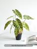 Artificial Green Plants for Indoor Decor – Potted Ornaments for Living Room or Coffee Table