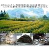 Oolong-Tee 1kg