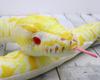 Takeoff Python (Albino)
