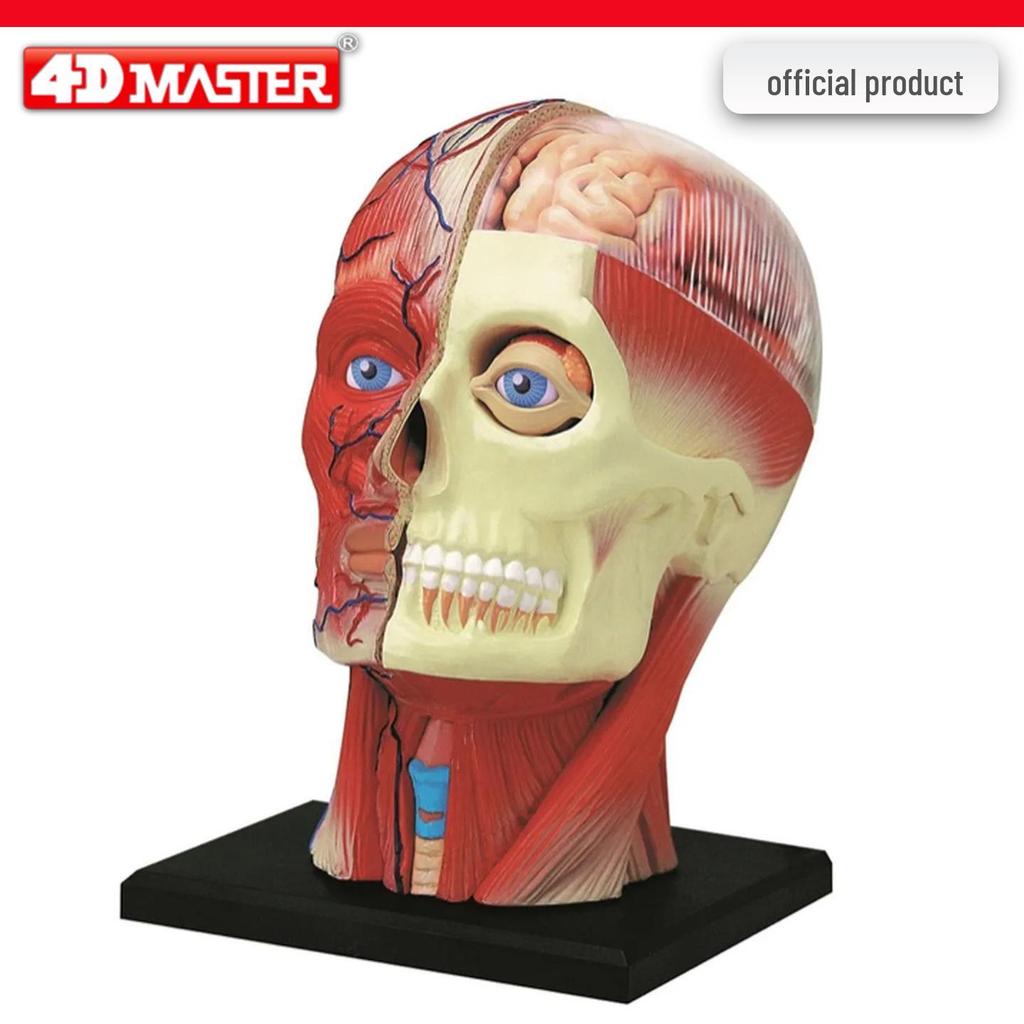 4D Knee Joint Ligament Anatomy Model for Medical Teaching
