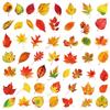 50PCS Plant Leafy Maple Leaf Stickers Transparent PET Waterproof DIY Stationary Notebook Personalized Decor Stickers