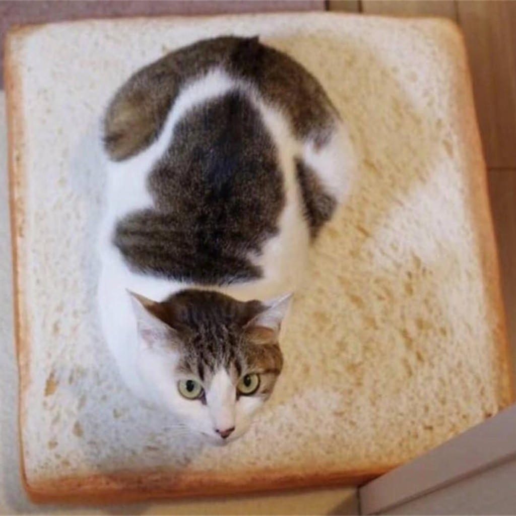 bread cat bed