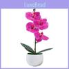 Durable Plastic Butterfly Orchid Fake Plant With Textured Finish For Celebrations And Photo Shoots