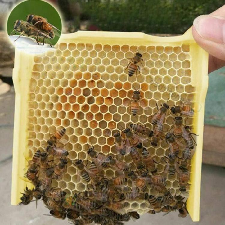 Foam Bees Box Versatile Bees Pollination Box Foam Bees Hive Queen Bees Rearing Bees hives Beekeeper Supplies Copulation
