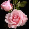 5D DIY Diamond painting Romantic flowers full diamond square/round diamond embroidery cross-stitch set home wall decorative art