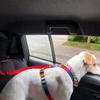 Cinturón de seguridad de coche para mascotas dos en uno, correa de plomo, cinturón de seguridad de asiento trasero, arnés ajustable para collar para perros y gatitos, accesorios para mascotas