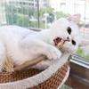 2 Pcs/set Natural Silvervine Cat Cleaning Teeth Stick Chew Stick Pet Sticks Cat Accessories Pet Cat Toy Hemp Rope