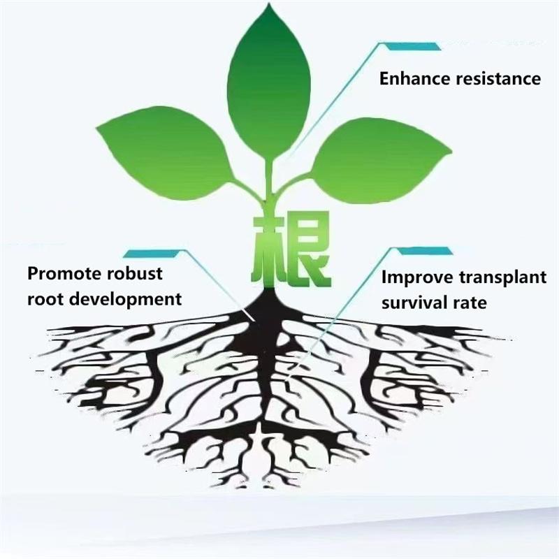Wzmacnianie Sadzonek Roślin Nawóz Stymulujący Wzrost Korzeni Proszek do Stymulacji Korzeni Warzyw Przesadzanie Roślin i Kwiatów Ukorzenianie Sadzonek