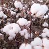 Yangyang Cotton Quilt