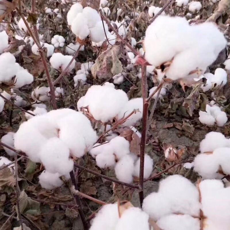 Yangyang Cotton Quilt