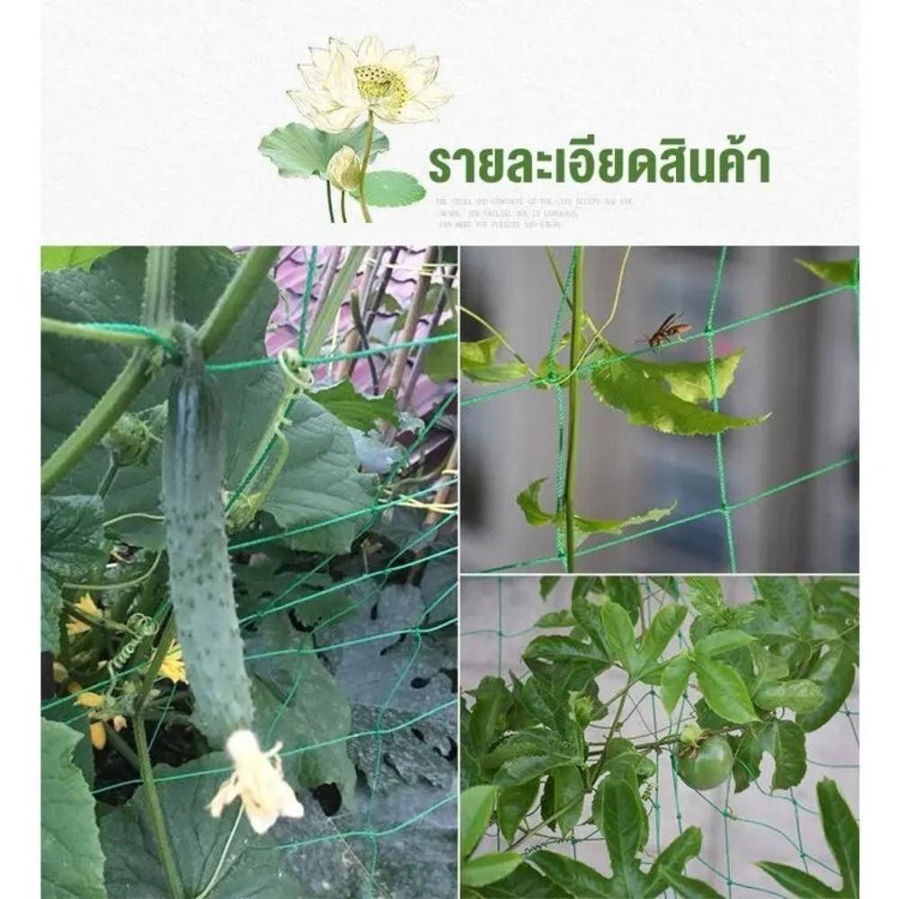 Reusable Climbing Vine Net 2x100 M Vegetable Trellis New Plant Climbing Net  Pond Pool Protection