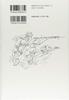 Tsuguharu Foujita's Writings During Wartime: Collection of Newspaper and Magazine Contributions 1935-1956