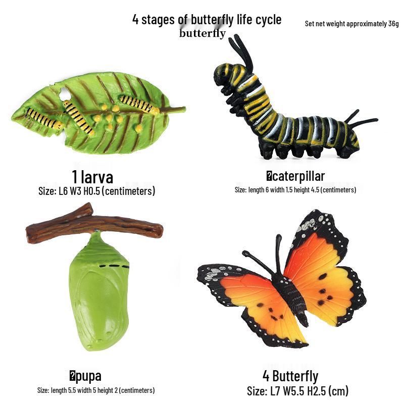 Pediatric Learning Model: Plastic Animal Growth Cycles - Frog, Butterfly, Rooster, Sea Turtle, Chinese Horseshoe Crab