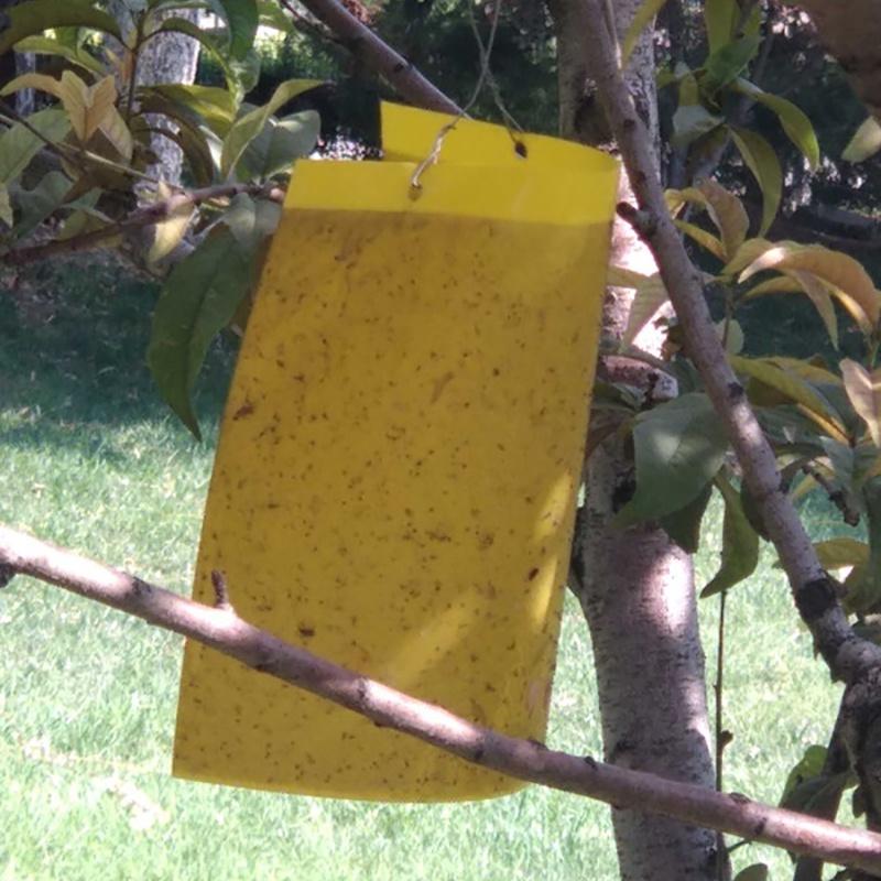 Premium 5pcs Outdoor Yellow Sticky Glue Flying Pest Insect Papers Traps For Bugs