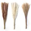 Dried Grass Bunch Bouquet Phragmites Reed Crafts Boho for Decoration Gift Birthday
