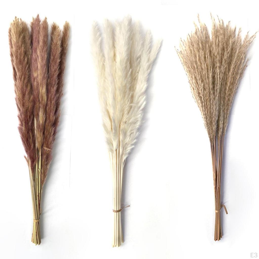 Dried Grass Bunch Bouquet Phragmites Reed Crafts Boho for Decoration Gift Birthday