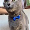 Nylon Cat Collar with Bow Tie and Bell Stylish Pet Supplies Jewelry for Your Furry Friend Adjustable Cat Accessories