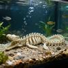 1pc Realistic Mosasaur Skeleton Replica Aquarium Decoration, Used for Fish Tank Decoration and Marine Reptile Display