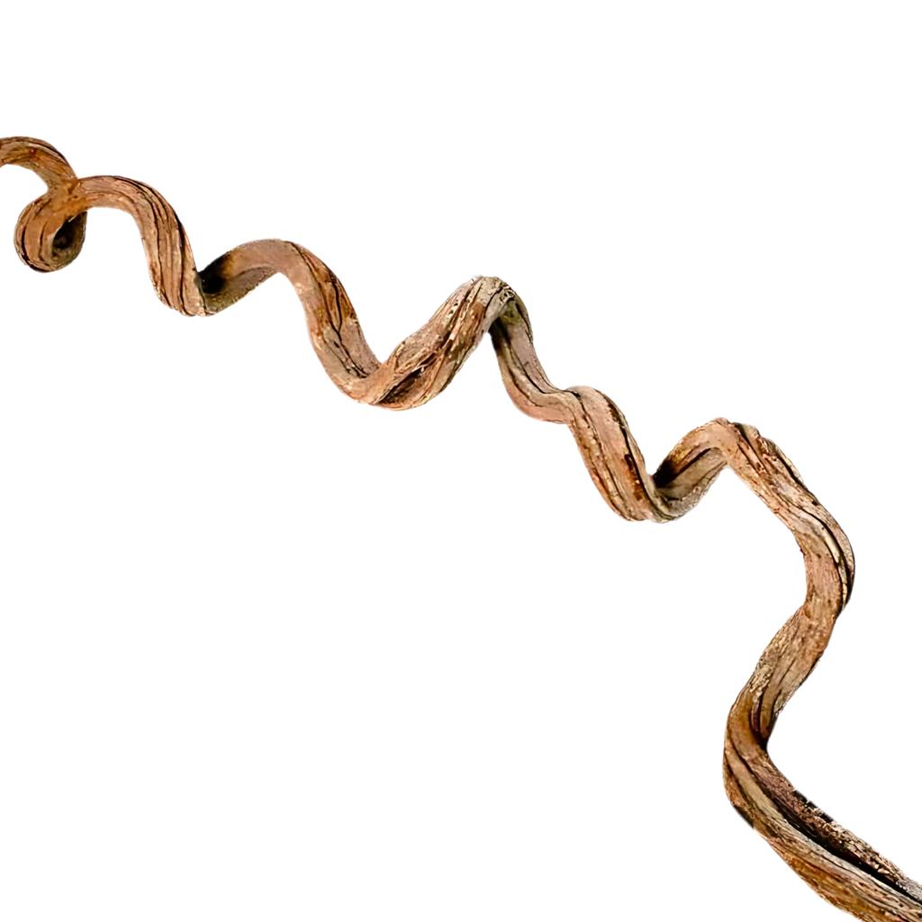 BioCurly Curly Liana for Terrarium 50cm