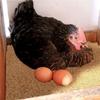Cross-Border Hot  6PCS Chicken  Pad – Easy-to-Clean Hen Coop Bedding