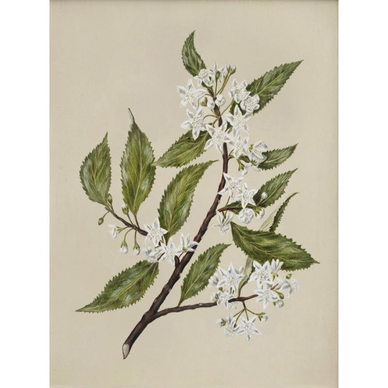 Vintage Beauty Style Botanical Flower Floral Gallery Art Poster Canvas Painting Wall Prints Picture for Living Room Home Decor