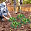 5/10/20 PCS Strawberry Plant Support Strawberry Growing Racks Strawberry Stand Strawberry Growing Frame, Protecting Strawberry from Mold, Rot and Dirt
