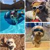 Medium Dogs Goggles Sunglasses
