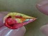 Craft Kit Tsumami-zaiku "Anemone Brooch"