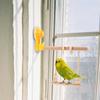 Suction Cup Bird Perch Suspended Parrot Training Rack Platform Parakeet Swing Toy  Window