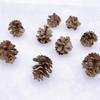 Plastic Pine Cone Ornaments: 2-6 Cm Christmas Craft & Photography Props
