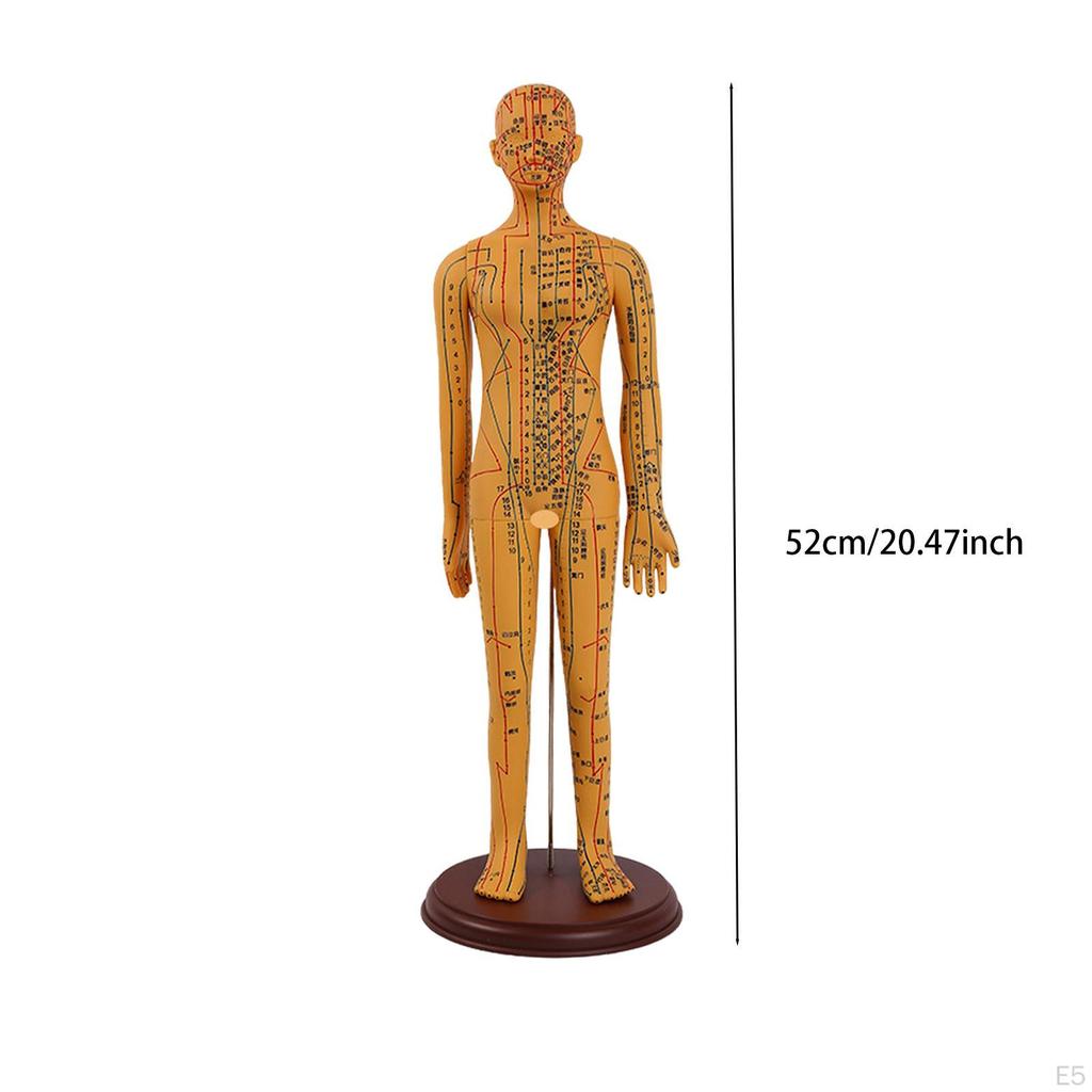 Advanced Human Anatomy Model with Color-Coded Guides for Learning