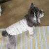 Warm Printed Hoodie Spring Autumn Dog Clothes For Small Dogs Chihuahua Pet Pullover Sweatshirt Costume Puppy Kitten Bottom Shirt