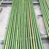 Bamboo Poles: Natural, Thick, and Versatile – Available In 1m To 6m Lengths for Various Uses (Flagpole, Dance, Wedding).