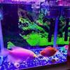 Placa de aislamiento de pecera flexible, divisor acrílico transparente con ventosa para acuario
