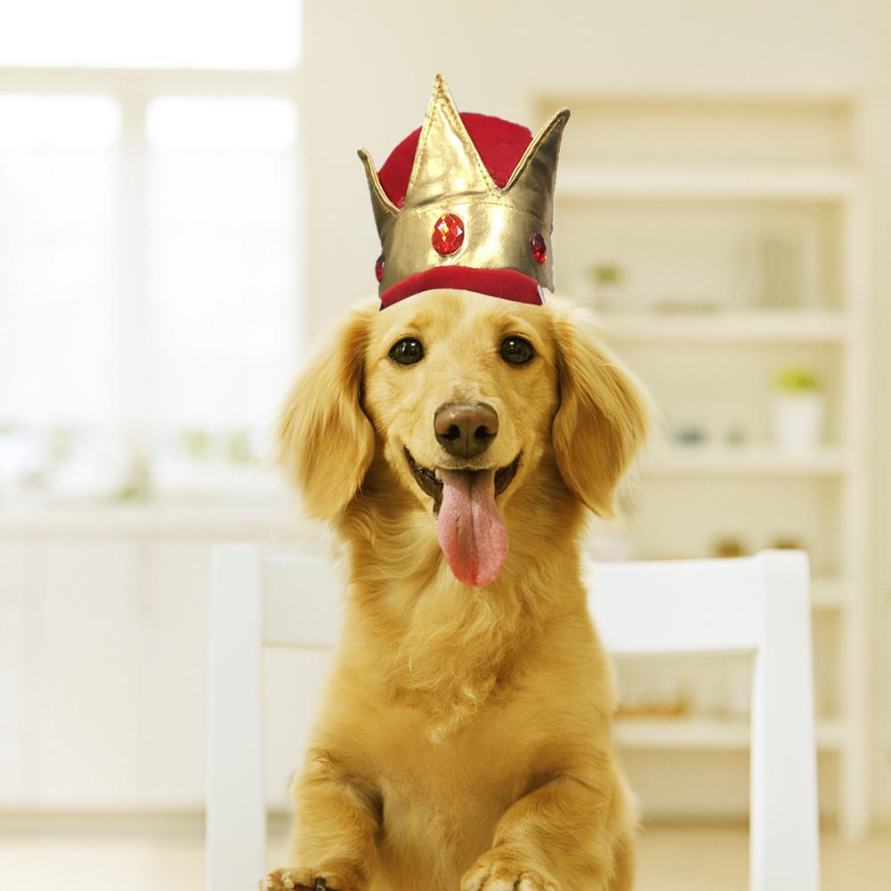 dog crown hat