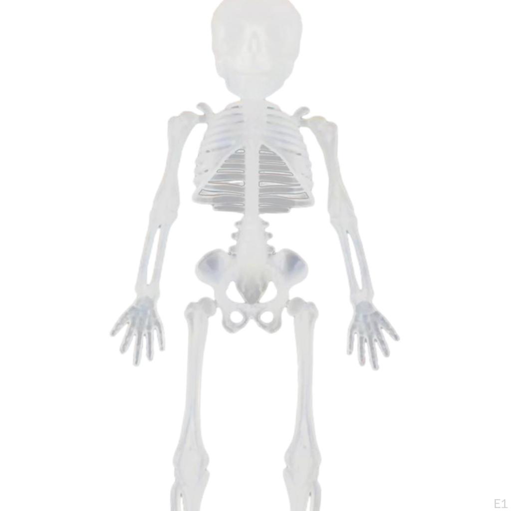 Halloween Skeleton Decoration Full Body Movable Joints Skeletons Model for Spooky Scene