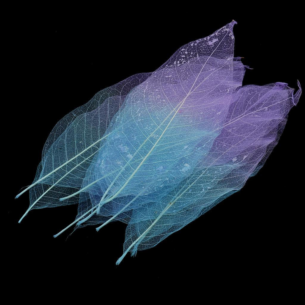 50 Pieces Magnolia Skeleton Leaf Leaves Scrapbooking