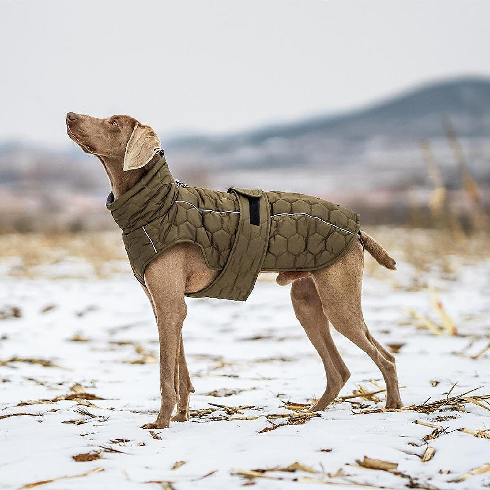 

Затишна куртка для домашніх тварин для зимових пригод Olive Green XL